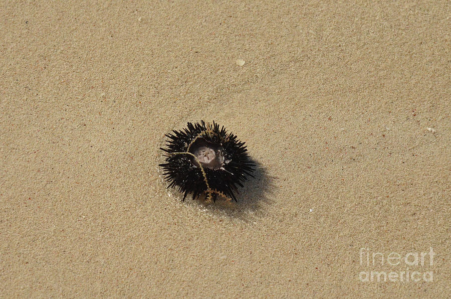 Sea Urchin on the Wet Sand of a Beach Photograph by DejaVu Designs