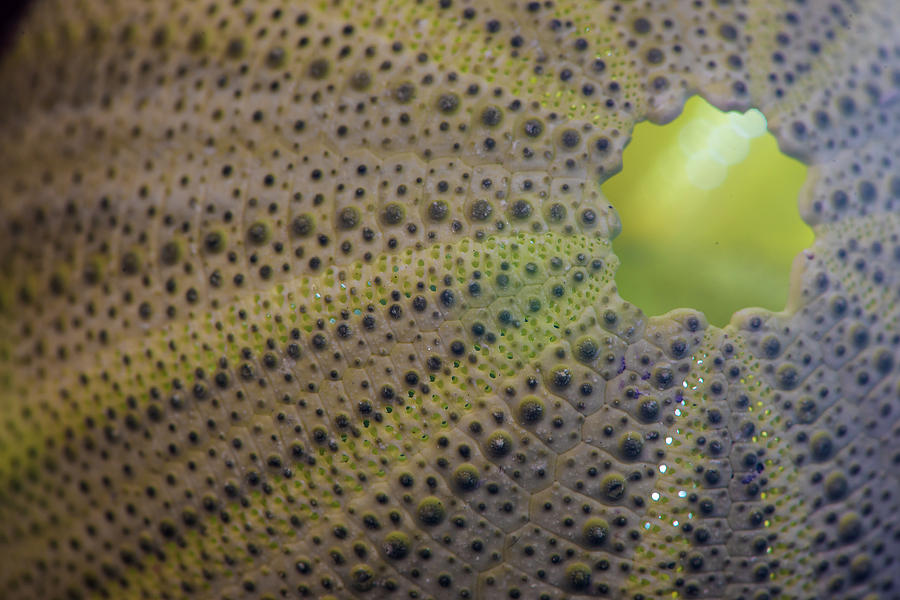 Sea Urchin by Randy Walton Sea Urchin by Randy Walton