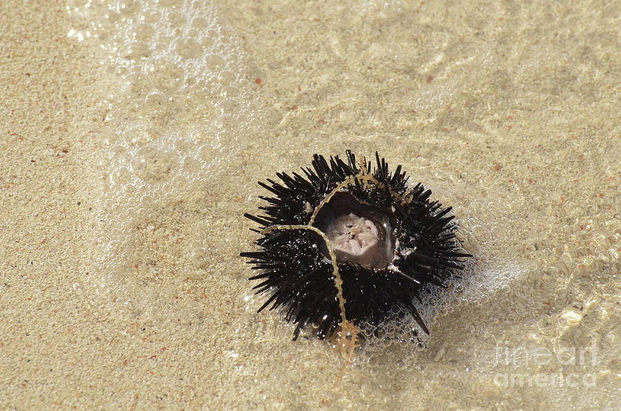 Sea Urchin Rolling Ashore in Gentle Waves Photograph by DejaVu Designs