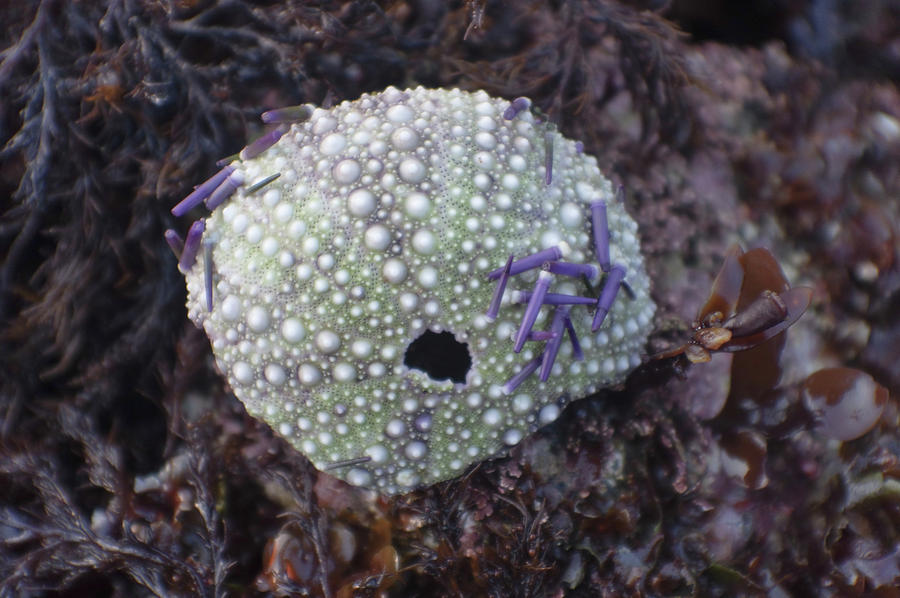 Sea Urchin Shell Photograph by Adria Trail