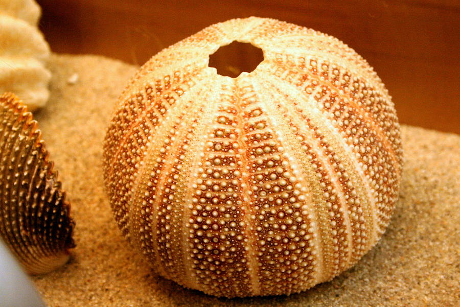 Sea Urchin Shell At California S Birch Aquarium Photograph By