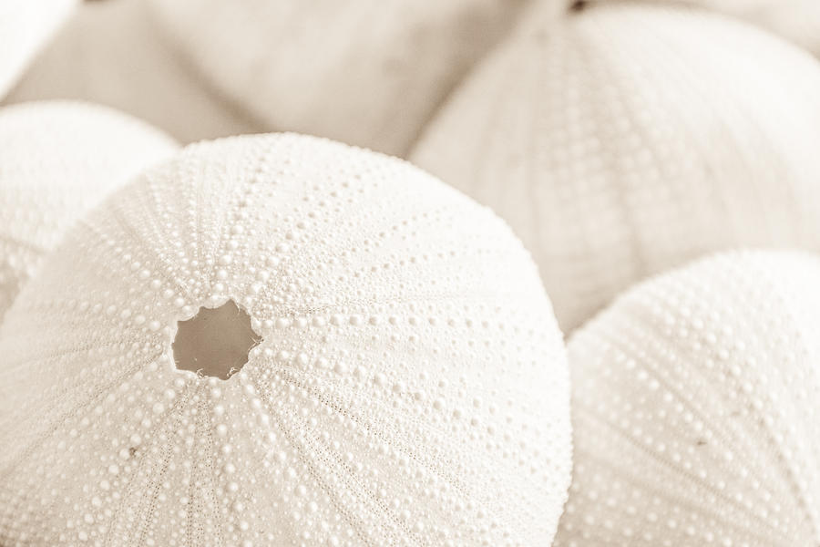 Sea Urchin Shells Photograph By Nersibelis Photography