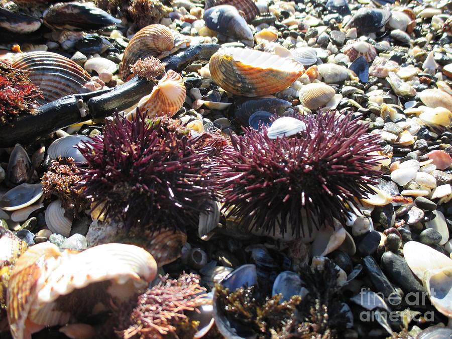 Sea urchins and shells in Benalmadena Photograph by Chani Demuijlder
