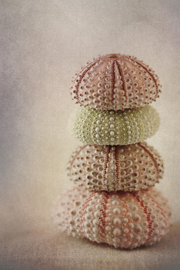 Shell Photograph - Sea Urchins by Carol Leigh