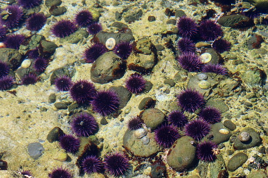 Sea Urchins  Photograph by Christy Pooschke