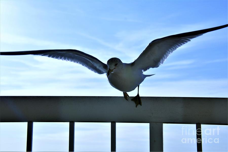 Sea Wings Of A Gull Photograph by Jan Gelders