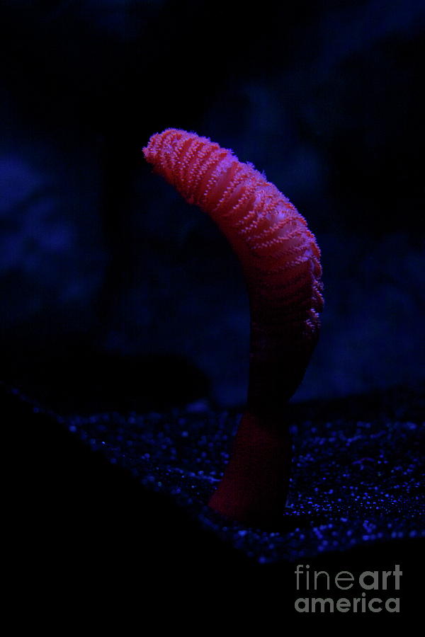 Sea Worm Photograph