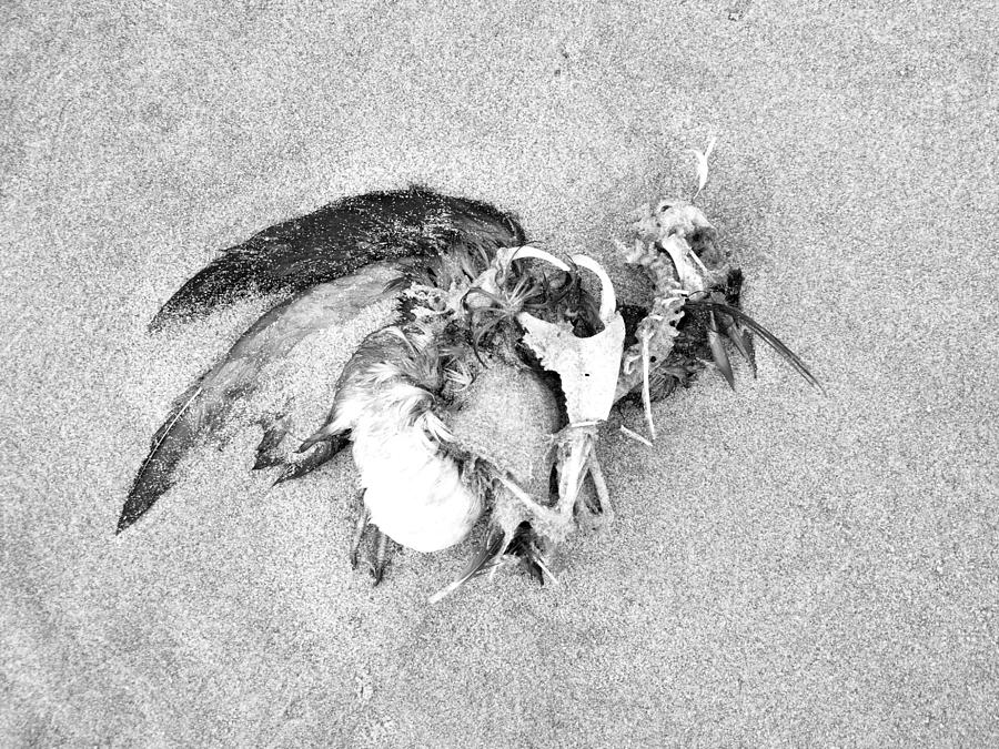 Seabird Fatalities-1 by Tarey Potter Seabird Fatalities-1 by Tarey Potter