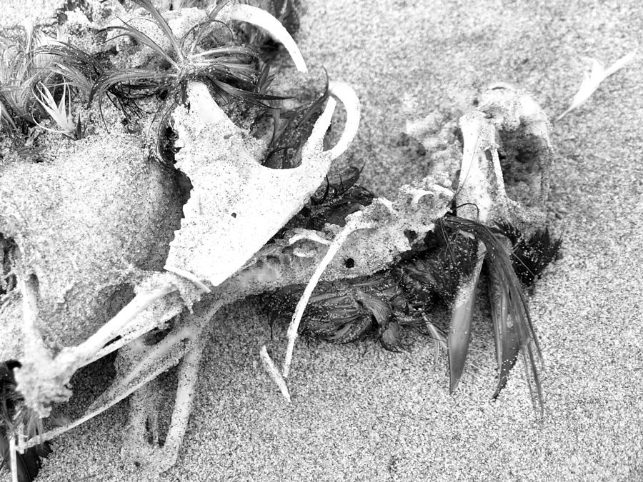 Seabird Fatalities-2 by Tarey Potter Seabird Fatalities-2 by Tarey Potter