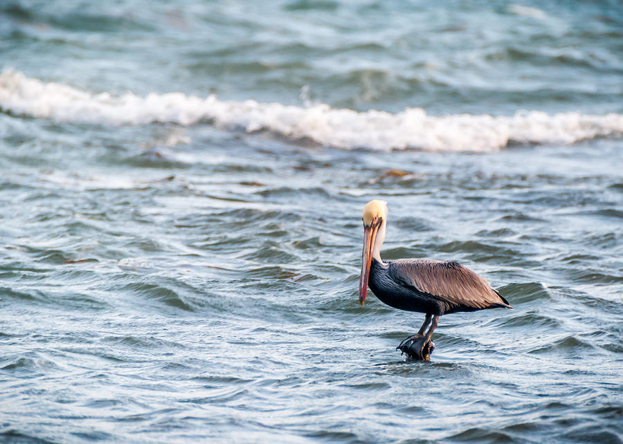 Seabird Photograph by Jenifer Kim - Fine Art America