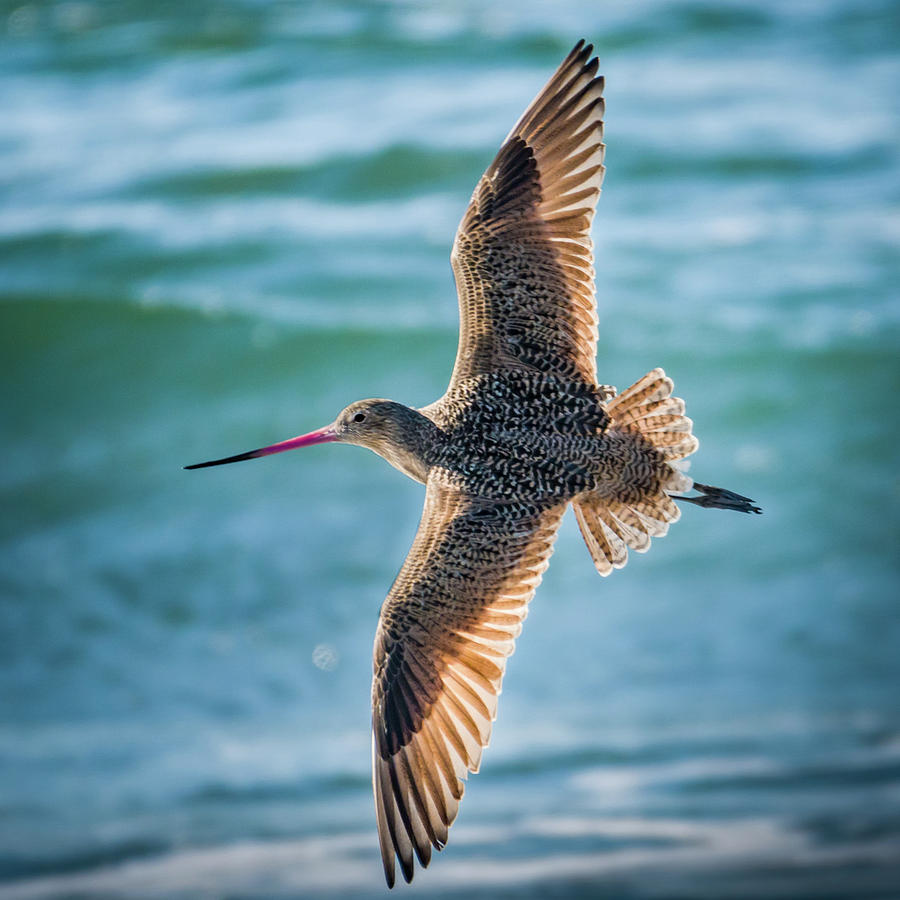 Seabird Soaring Photograph by David A Litman