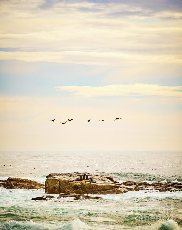 Nature Photograph - Seabirds and Seals by THP Creative