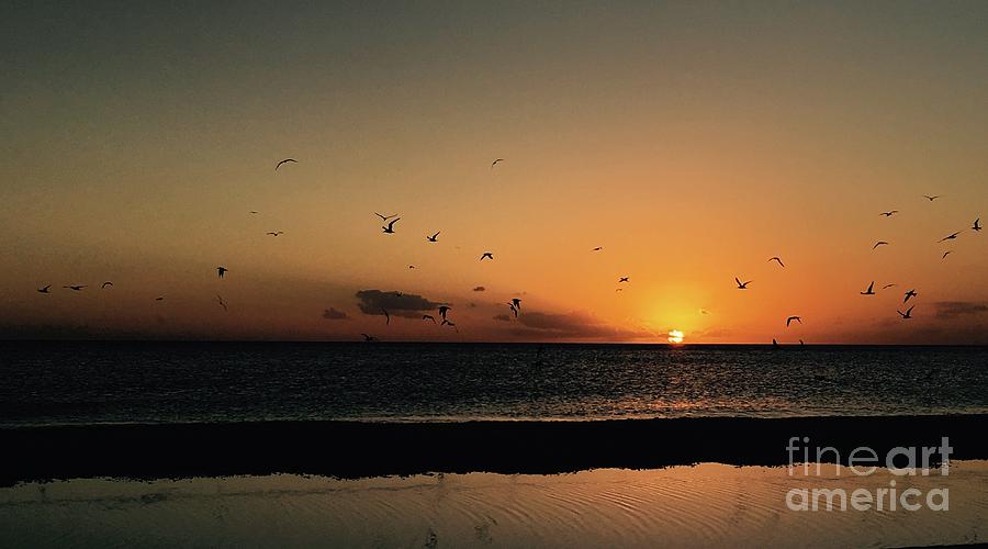 Bird Photograph - Seabirds at Sunset by Judee Stalmack