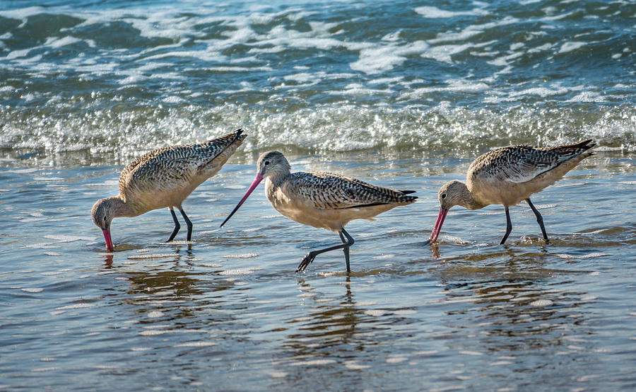 Seabirds by the Seashore Photograph by David A Litman