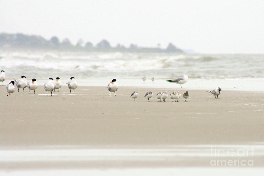 Seabirds on Hilton Head Shoreline Photograph by Angela Rath