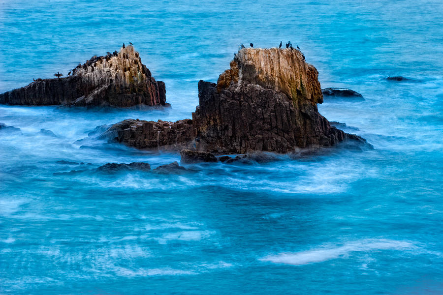 Seabirds on Rocks Photograph by Douglas Pulsipher