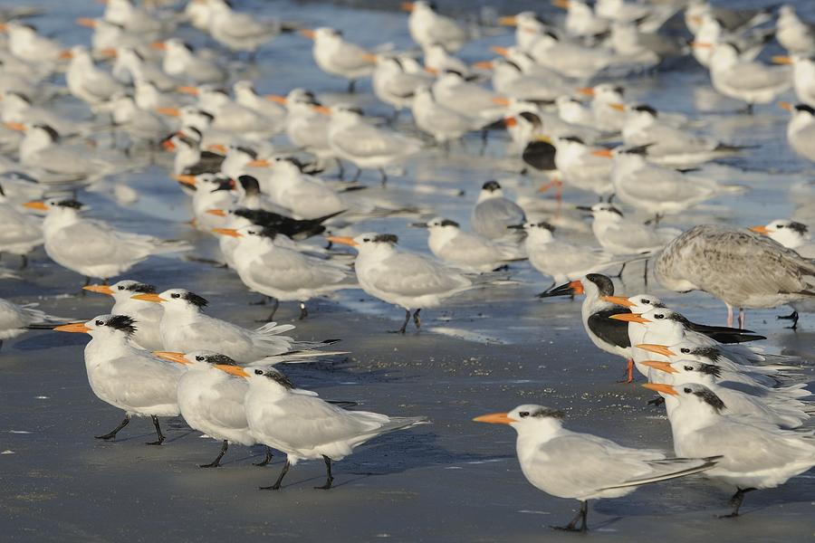 Seabirds on the beach Photograph by Bradford Martin
