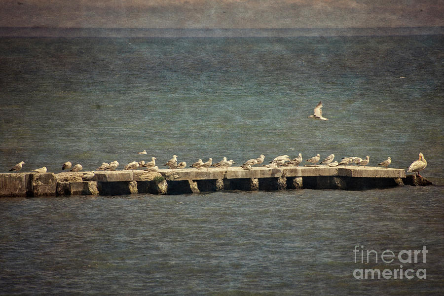 Seabirds on the Jetty - Lake Michigan Photograph by Mary Machare