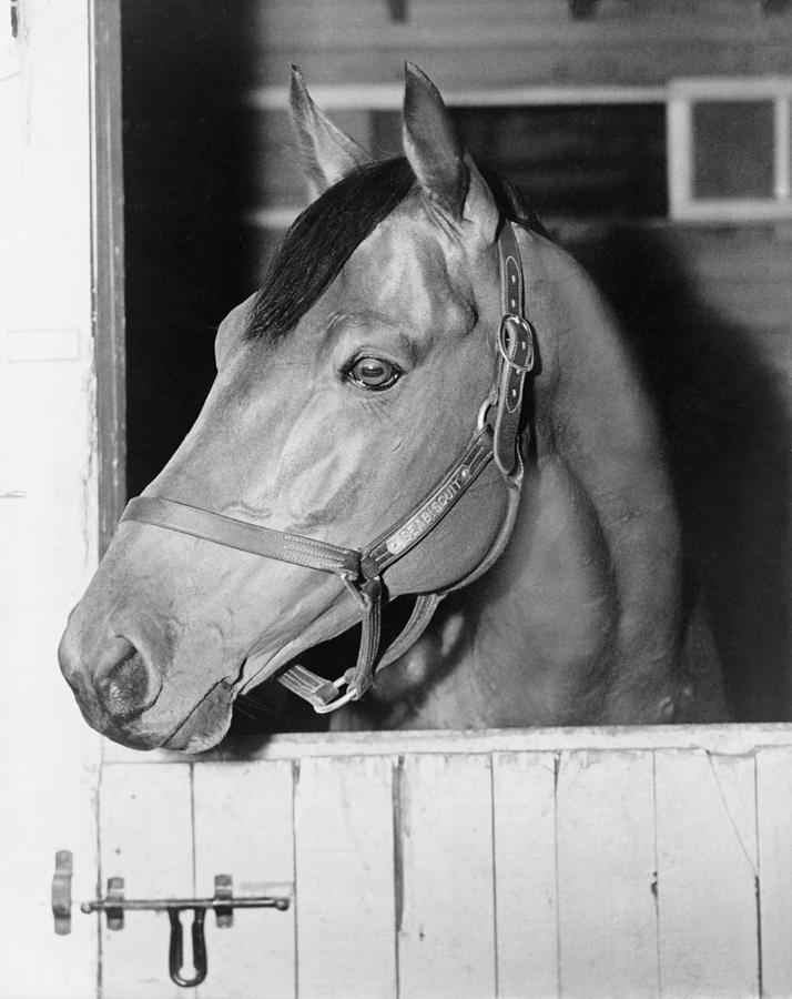 Seabiscuit 1933-1947, In His Stall Photograph by Everett