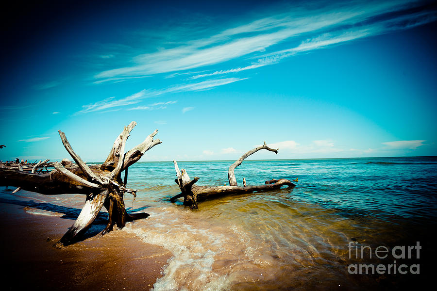 Seacost with old tree in water Kolka Artmif Photograph by Raimond Klavins