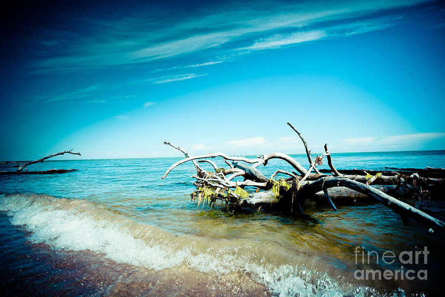 Seacost with old tree in water Kolka Photograph by Raimond Klavins