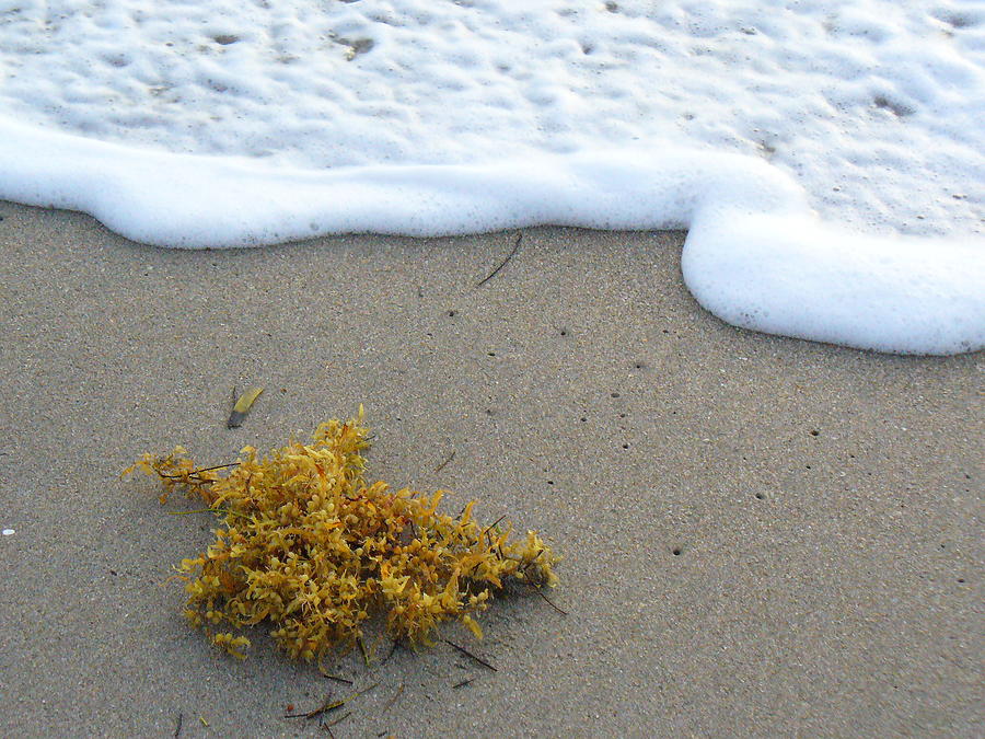 Seafoam and seaweed Photograph by Peggy King