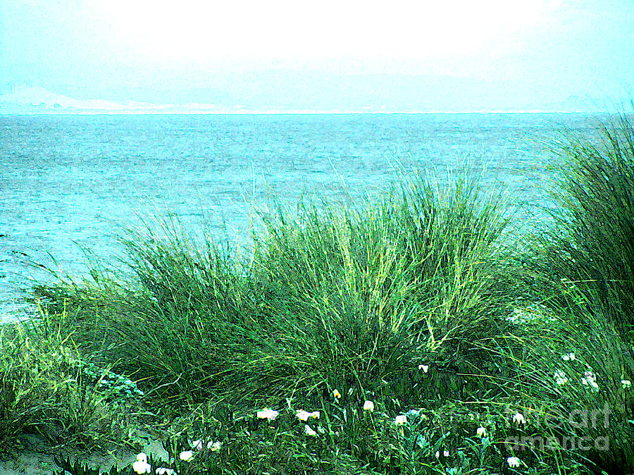 Seagrass Garden Photograph by Catherine Geernaert