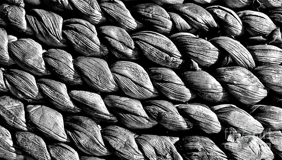 Seagrass in Black and White Photograph by Linda Bianic
