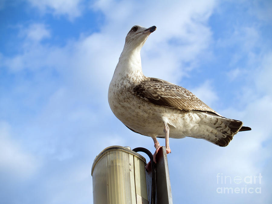 Seagull  Photograph by Anastasy Yarmolovich