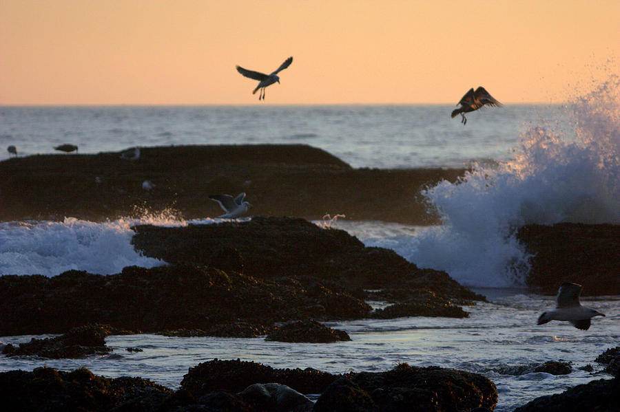 Seagul Rocks Photograph by Brad Scott