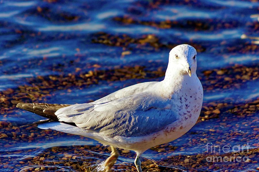 Seagull Photograph - Seagull 1 by Jasmin Hrnjic