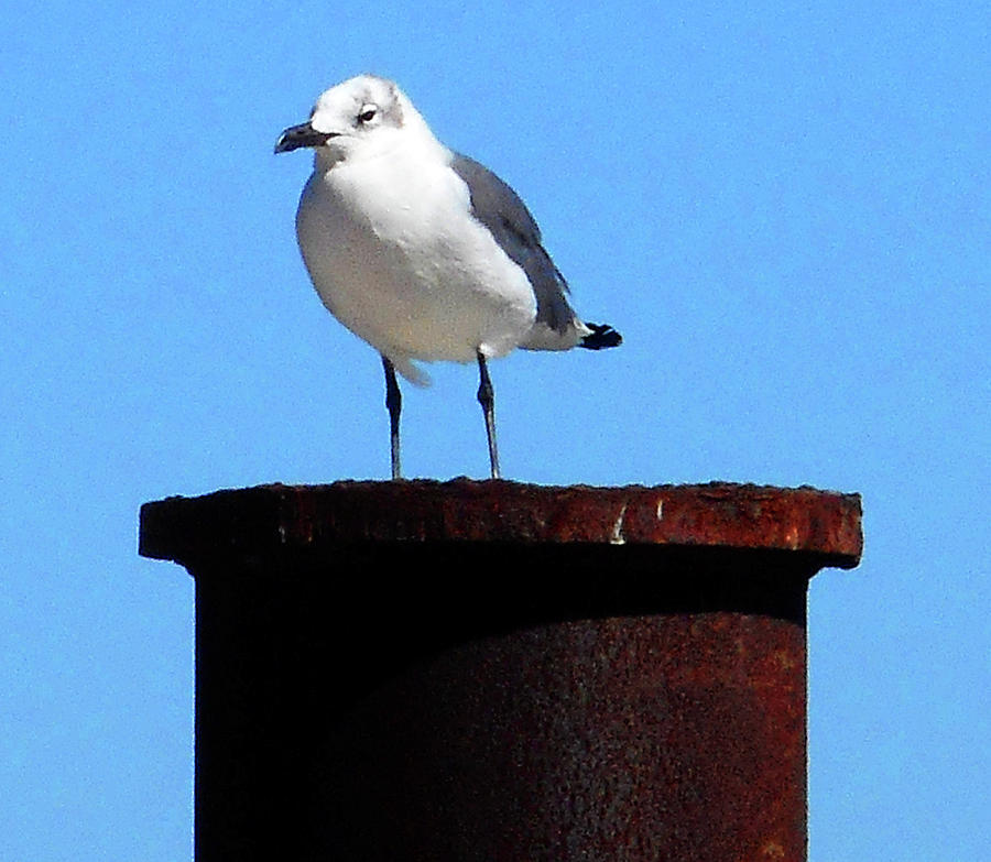 Seagull 1 Photograph by Ron Kandt