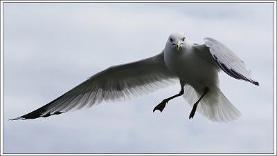 Seagull Photograph - Seagull-1 by Sean Xiao Seagull Photograph - Seagull-1 by Sean Xiao