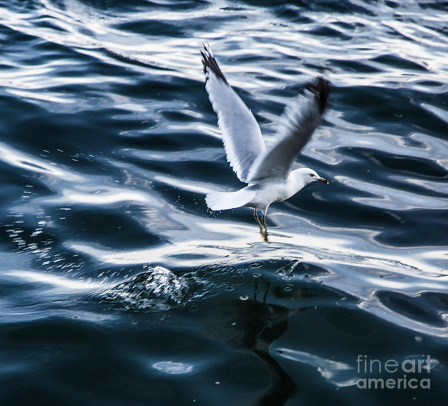 Seagull Photograph - Seagull 2 by Olga Photography