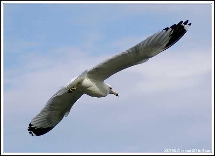 Seagull Photograph - Seagull-4 by Sean Xiao Seagull Photograph - Seagull-4 by Sean Xiao