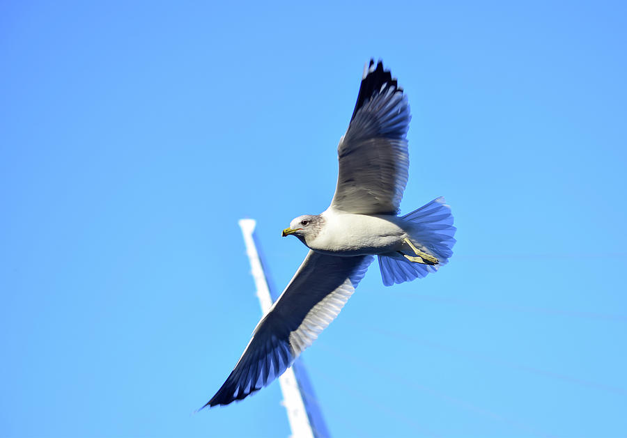 Seagull - 5 Photograph