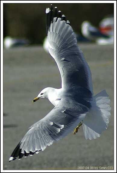Seagull Photograph - Seagull-6 by Sean Xiao Seagull Photograph - Seagull-6 by Sean Xiao