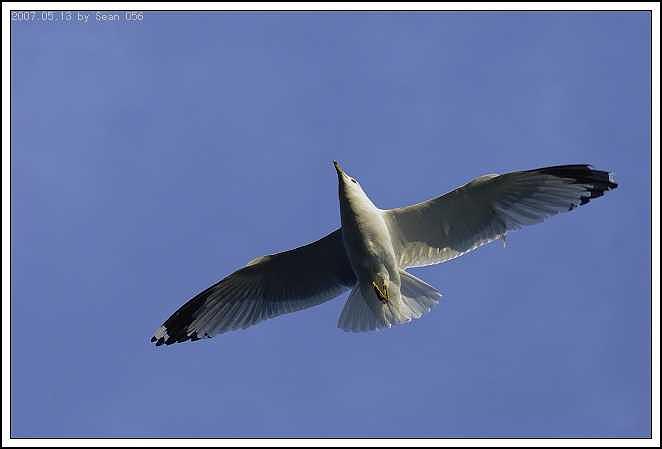 Seagull Photograph - Seagull-7 by Sean Xiao Seagull Photograph - Seagull-7 by Sean Xiao