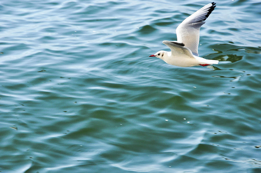 Seagull above the sea Photograph by Carl Ning