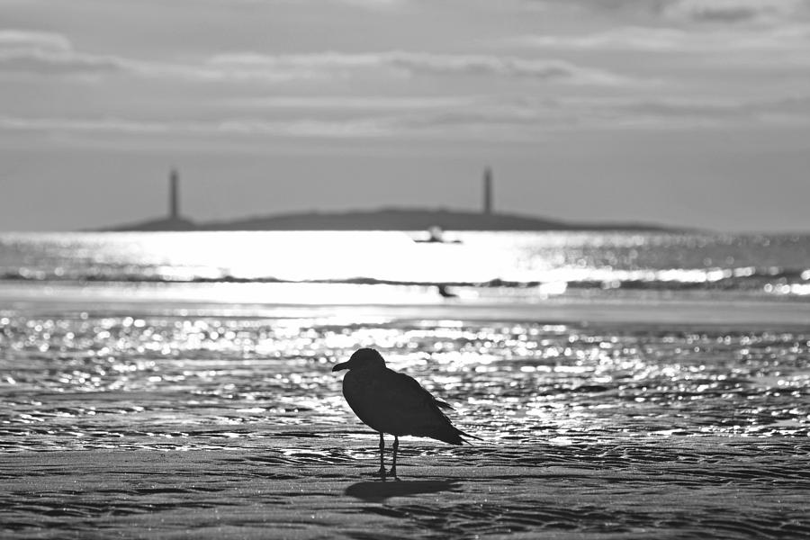 Seagull admiring Thacher Island Gloucester MA Good Harbor Beach Black and White Photograph by Toby McGuire