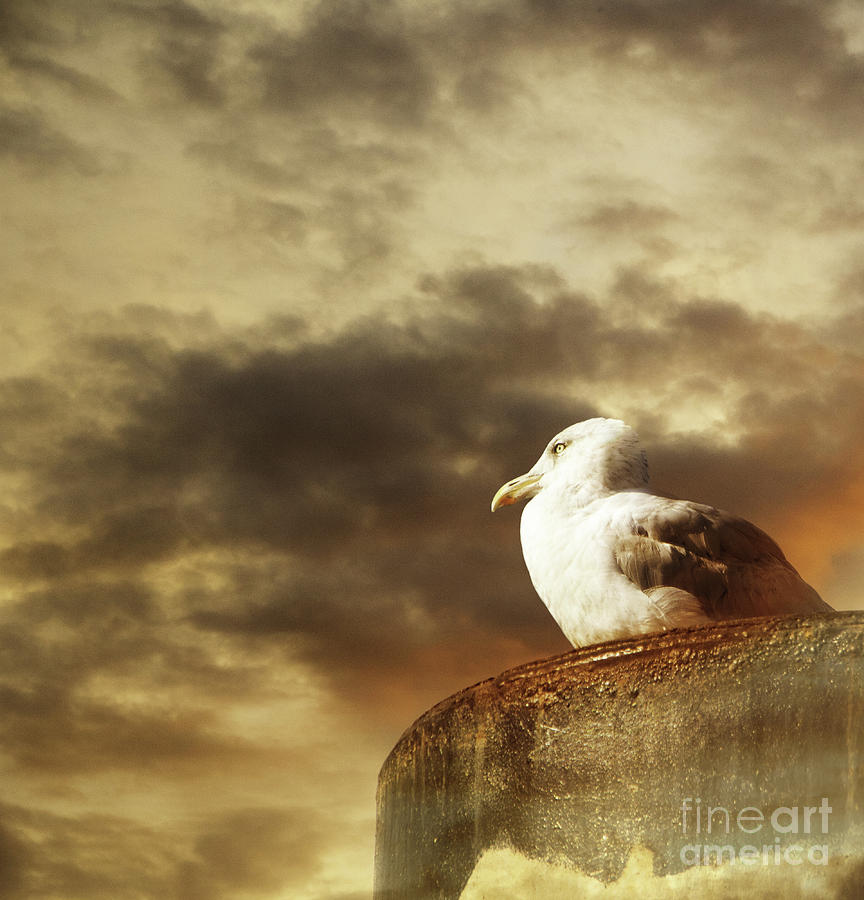Seagull by Adriana Zoon Seagull by Adriana Zoon