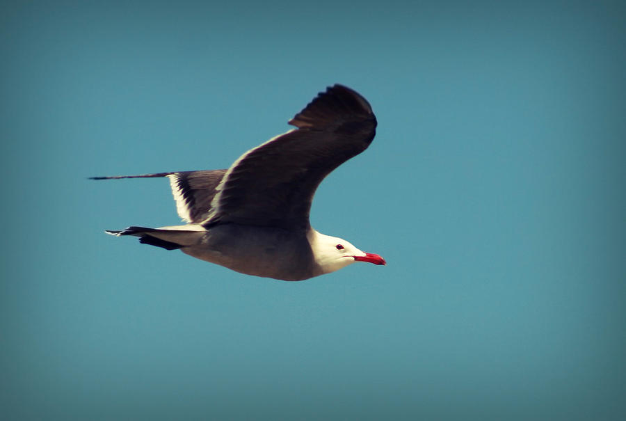 Seagull Aflight Photograph by Charles Benavidez