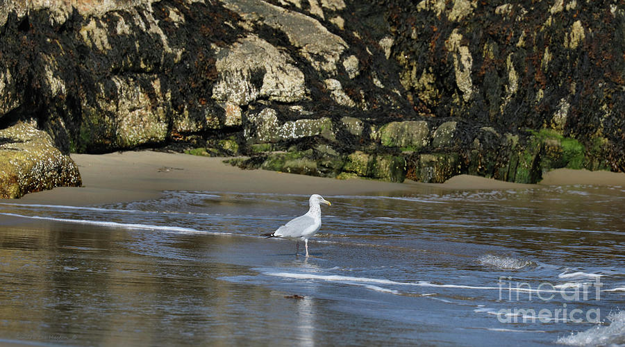 Seagull Against The Tide Photograph by Sandra Huston