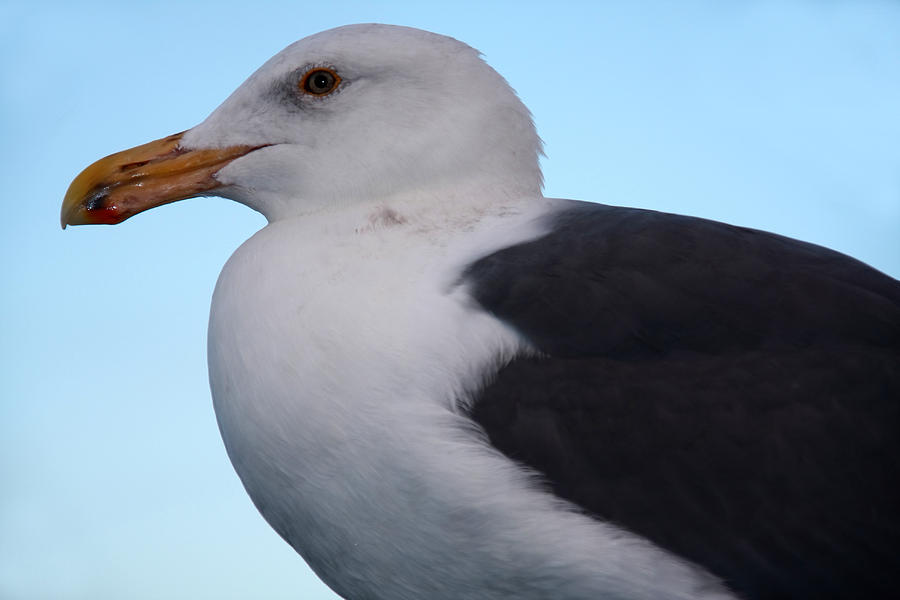 Bird Photograph - Seagull by Aidan Moran