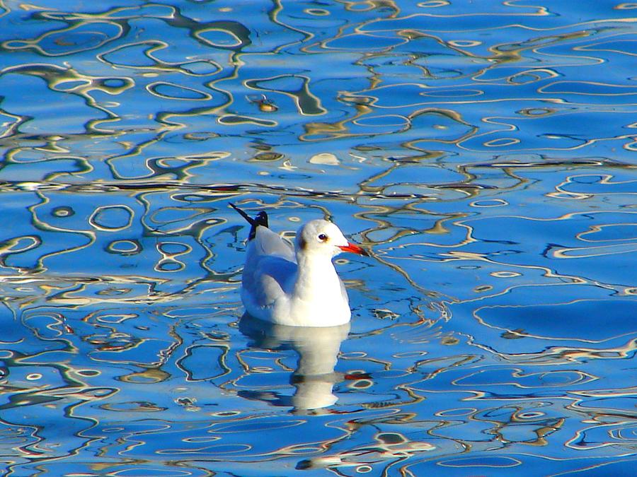 Seagull Photograph by Ana Maria Edulescu
