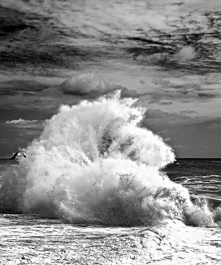 Seagull and a Wave BW Photograph by Michael Cinnamond