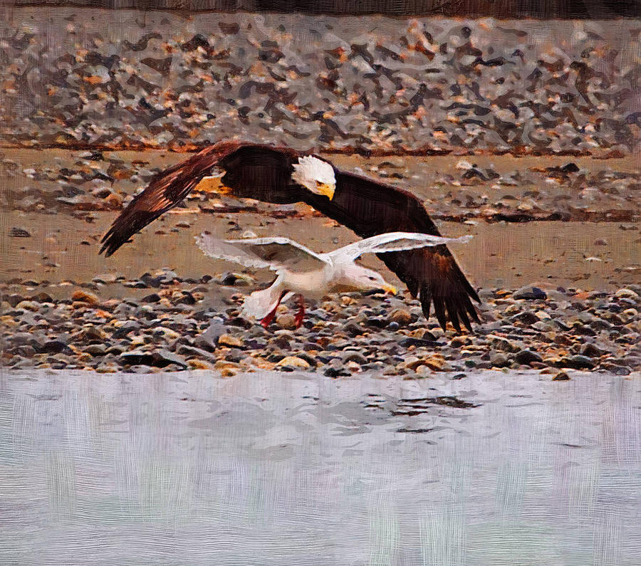 Eagle Painting - Seagull and Bald Eagle by Clarence Alford