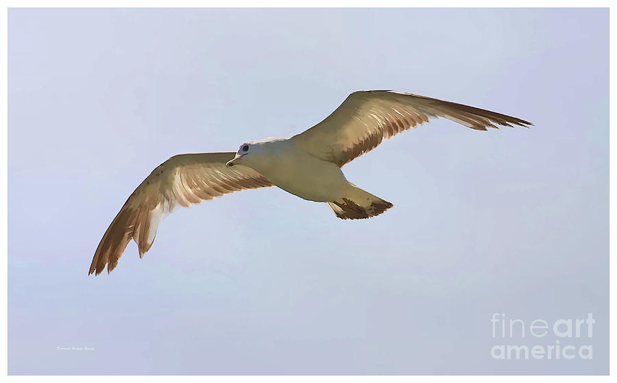 Seagull  And Blue Sky Photograph by Deborah Benoit