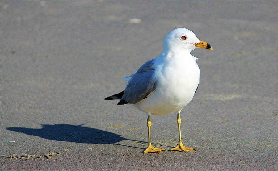 Seagull And His Shadow Photograph by Cynthia Guinn