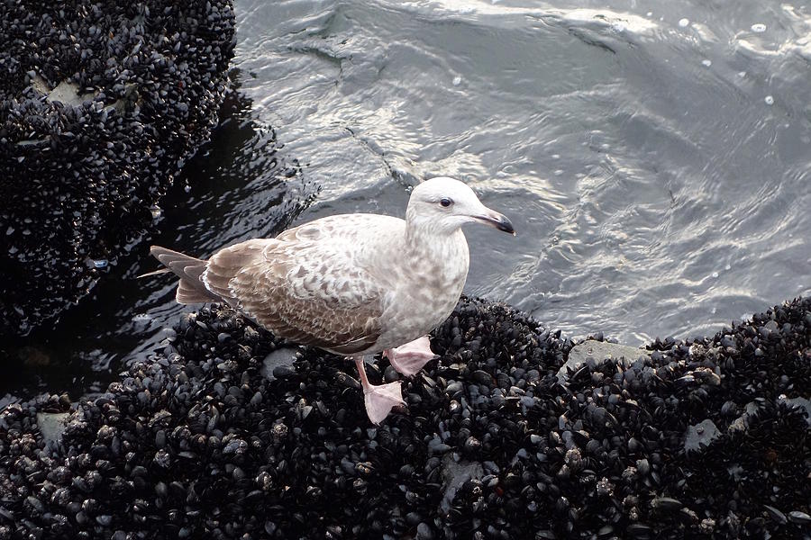 Seagull and Mussels Photograph by Melinda Saminski